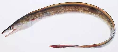 日本鰻魚陷入絕境？捕獲量僅為去年同期的1%！