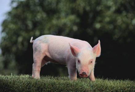 2017年全球豬肉產(chǎn)量11103.4萬噸，增長0.97%