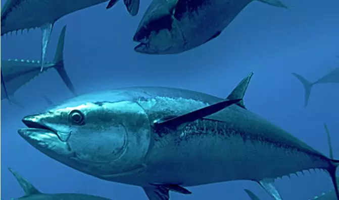 “醬油第一股”加加食品進軍水產(chǎn)？