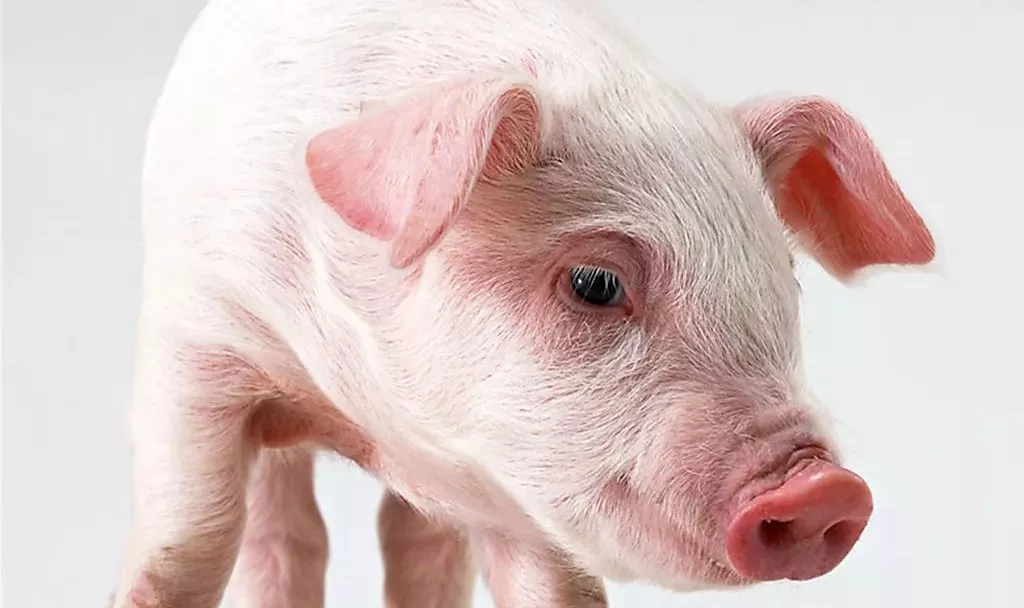 中央即將啟動(dòng)大規(guī)模凍豬肉收儲(chǔ)！