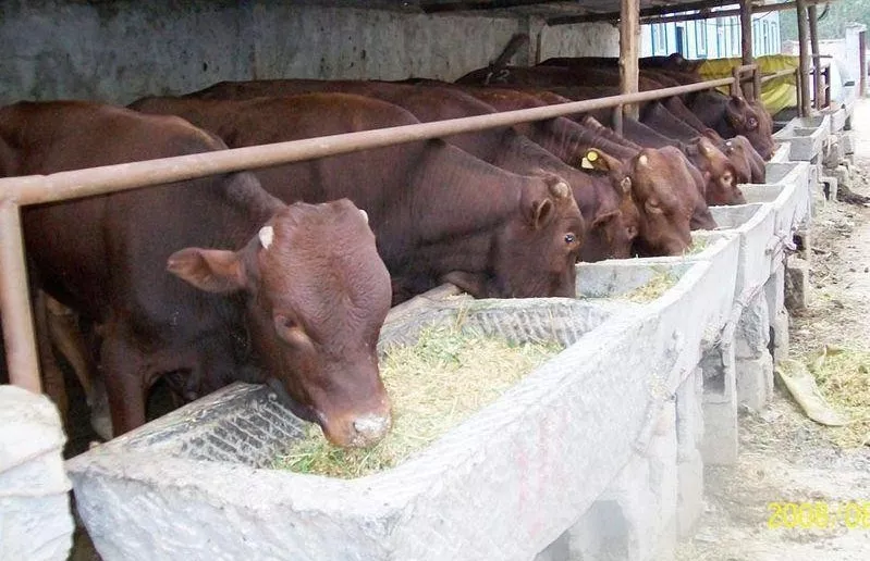 養(yǎng)牛賠錢，不養(yǎng)牛斷貨，“公司+農(nóng)戶”進(jìn)退兩難！