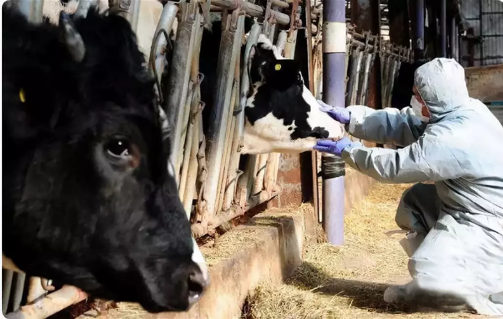 最新！安徽宣城發(fā)生非洲豬瘟疫情 炭疽豬瘟瘋牛病之間有關(guān)聯(lián)嗎