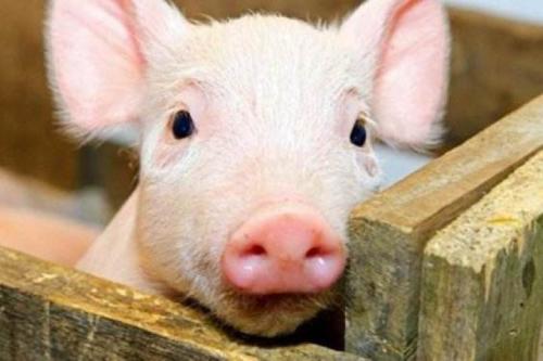 關(guān)注 | 非洲豬瘟檢測實驗室咋建？這份指南安排的明明白白