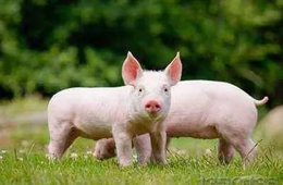  看好“二師兄”錢(qián)景，唐人神擬投資3億元建生豬養(yǎng)殖屠宰項(xiàng)目