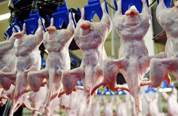 我國(guó)雞肉進(jìn)口量持續(xù)增加，30家俄企獲得對(duì)華出口許可