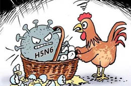 新疆發(fā)生一起H5N6禽流感疫情，已撲殺11910只