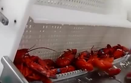 實(shí)拍龍蝦流水線，看一只蝦怎樣被大卸八塊