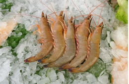 海關(guān)總署宣布：暫停沙特蝦進(jìn)口！伊朗蝦取得正關(guān)進(jìn)口許可