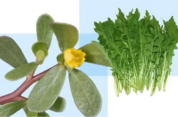 薺菜之后，蒲公英、馬齒莧入餡，野菜概念類產(chǎn)品能否野蠻生長？