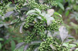 小藤椒有大魔力，今年食品圈流行藤椒味兒！