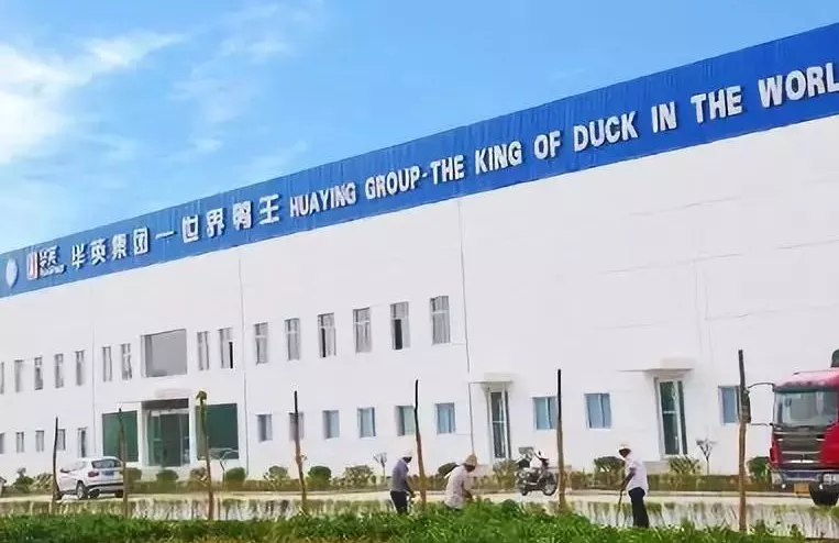 “鴨王”華英售賣肉雞板塊，“雞王”圣農(nóng)業(yè)績大增236.91%