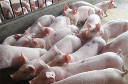 飛上天的“二師兄”！新希望、溫氏、牧原等9月生豬銷量大比拼