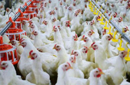 圣農(nóng)發(fā)展凈利飆升170%！2020年超級(jí)雞周期還會(huì)繼續(xù)嗎？