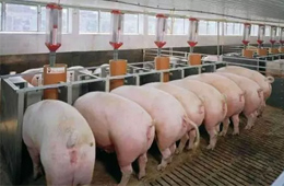 2020年養(yǎng)豬能賺多少錢(qián)？業(yè)內(nèi)預(yù)計(jì)比2019年再多50%