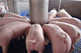 關(guān)注丨養(yǎng)豬暴富！溫氏股份2019年預(yù)計(jì)凈利138億元~143億元