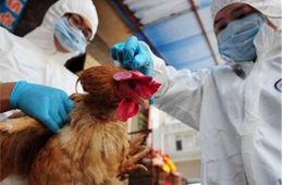 快訊丨緊急通知：河南全面禁止市場銷售活禽，違者責令停業(yè)