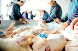 關(guān)注丨活禽交易，放開還是禁止？問(wèn)題難在哪里？