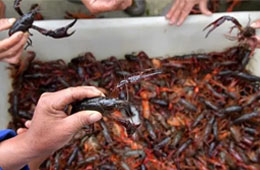 活蝦價(jià)格猛跌5成，出口訂單銳減6成，疫情下的小龍蝦還能“火”嗎？