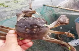 大閘蟹銷(xiāo)量同比漲3倍！平均售價(jià)卻首次下降超3成！