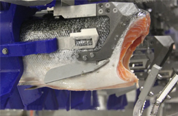 三文魚、白肉魚等水產(chǎn)品自動(dòng)化加工升級加速！