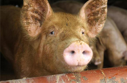 二師兄坐“火箭”，26地豬價(jià)飄紅，到底要沖到多少錢呢？