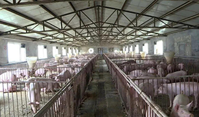 養(yǎng)豬大省河南哪里豬最多？駐馬店、周口、南陽排前三