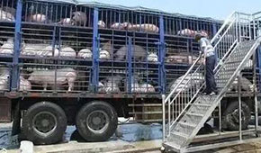  3月份6起非瘟5起屬違規(guī)調(diào)運(yùn)，今日起生豬跨區(qū)禁運(yùn)，豬價(jià)會(huì)翻身大漲嗎？