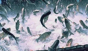 飼料漲，肉價漲，設(shè)備價也漲，新一輪漲價潮要來了？