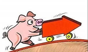 豬價翻紅“6連漲”，沖上10元大關(guān)；凍品人發(fā)朋友圈：時間不等人，快抓緊備貨！