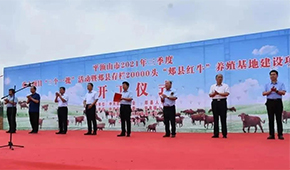 金星啤酒跨界養(yǎng)牛，投資5億做“雪花紅?！?/>
                </div>
                <div   id=