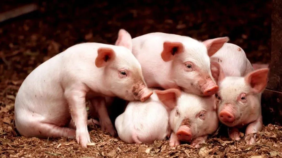 1634536516476739.jpg 1634536516476739.jpg