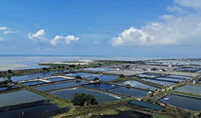 全國60%的蝦滑產自這里，“北海蝦滑”為何能成功出圈？