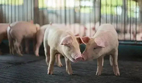豬企3月出欄量大增，第三輪豬肉收儲(chǔ)完成，豬價(jià)繼續(xù)探底？