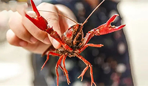 總產(chǎn)值超4221億！中國小龍蝦產(chǎn)業(yè)發(fā)展報告（2022）發(fā)布