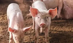 9月投放儲(chǔ)備肉20萬噸，創(chuàng)歷史新高；肉價(jià)要漲，食企準(zhǔn)備好了嗎？