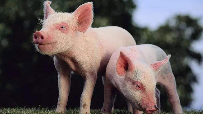 豬價(jià)進(jìn)入過度上漲一級(jí)預(yù)警區(qū)間；第六批國儲(chǔ)肉即將投放