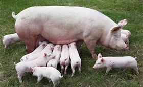 第7批中央豬肉儲備將投放，豬價連漲凍品廠商承壓