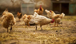  圣農(nóng)、溫氏、益生：誰能成為“雞中茅臺(tái)”？