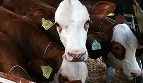 暫停28天后，巴西牛肉重返中國(guó)市場(chǎng)！