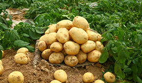 狼牙鍋巴、珍珠土豆、芝士焗土豆…掘金小吃供應(yīng)鏈，小土豆“長成”大產(chǎn)業(yè)