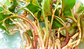 香菜面、折耳根拌面、辣條拌面…揭秘白象“瘋感”產(chǎn)品的設(shè)計(jì)故事