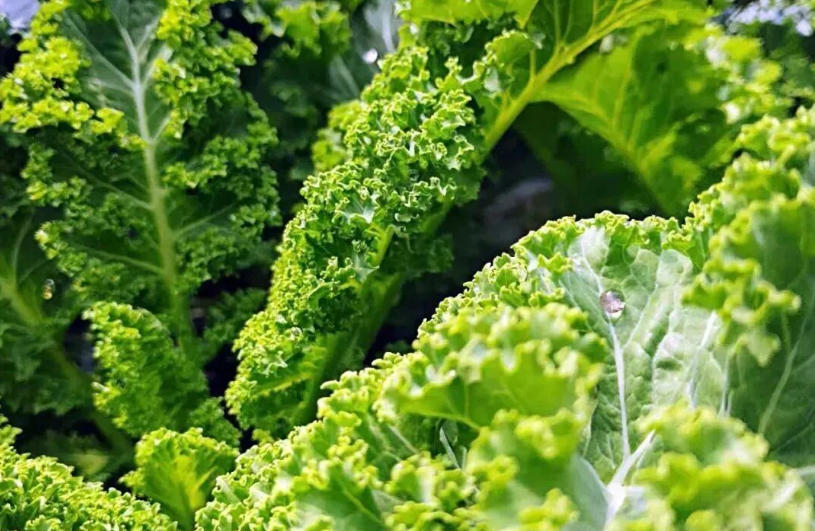 白象、袁記、三全、思念…紛紛盯上羽衣甘藍，“超級植物”開始席卷速凍食品？