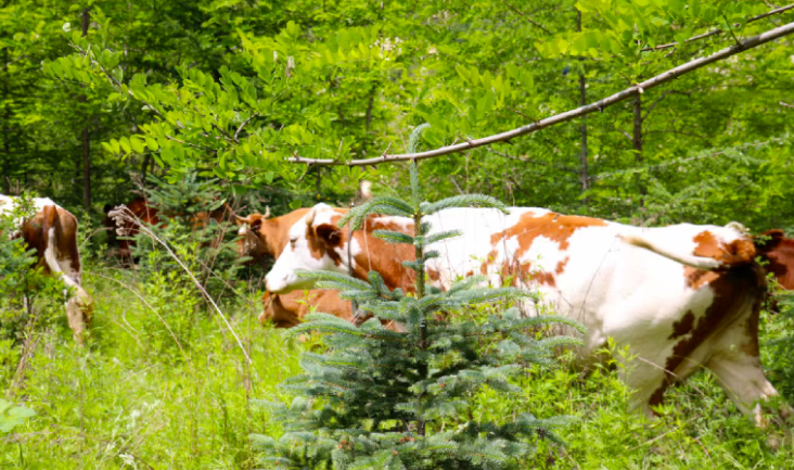 中國對進(jìn)口牛肉實(shí)施三年保障措施，將會影響哪些行業(yè)？