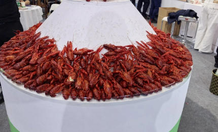 此龍蝦大熱，彼龍蝦還能不能翻紅？